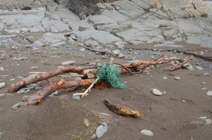 Colourful branch washed up at Lee Bay