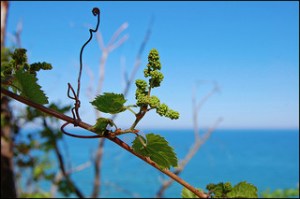 'Vine on the Dunes' by Tom Gill on Flickr. Some rights reserved.